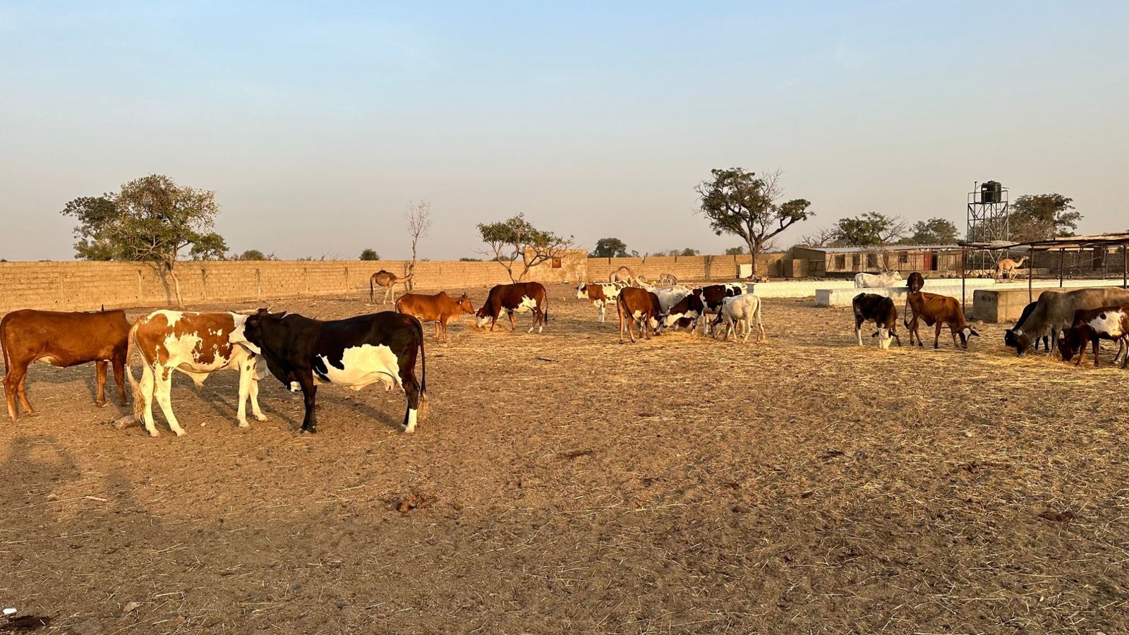 Troupeau de bovins au coucher du soleil sur une exploitation SOCIDAF