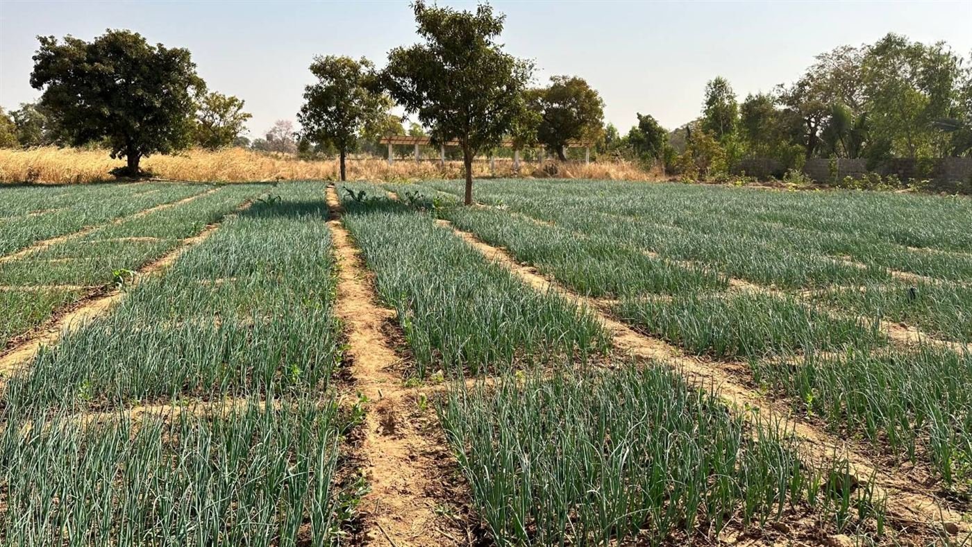 Parcelles d'oignons irriguées