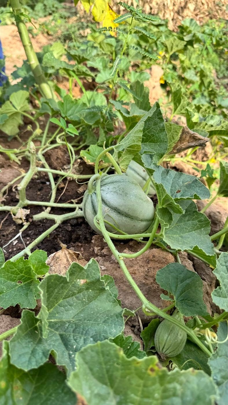 Melon en culture