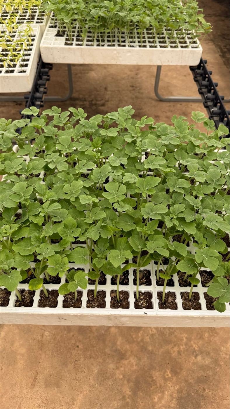 Plants en plaques alvéolées dans la pépinière