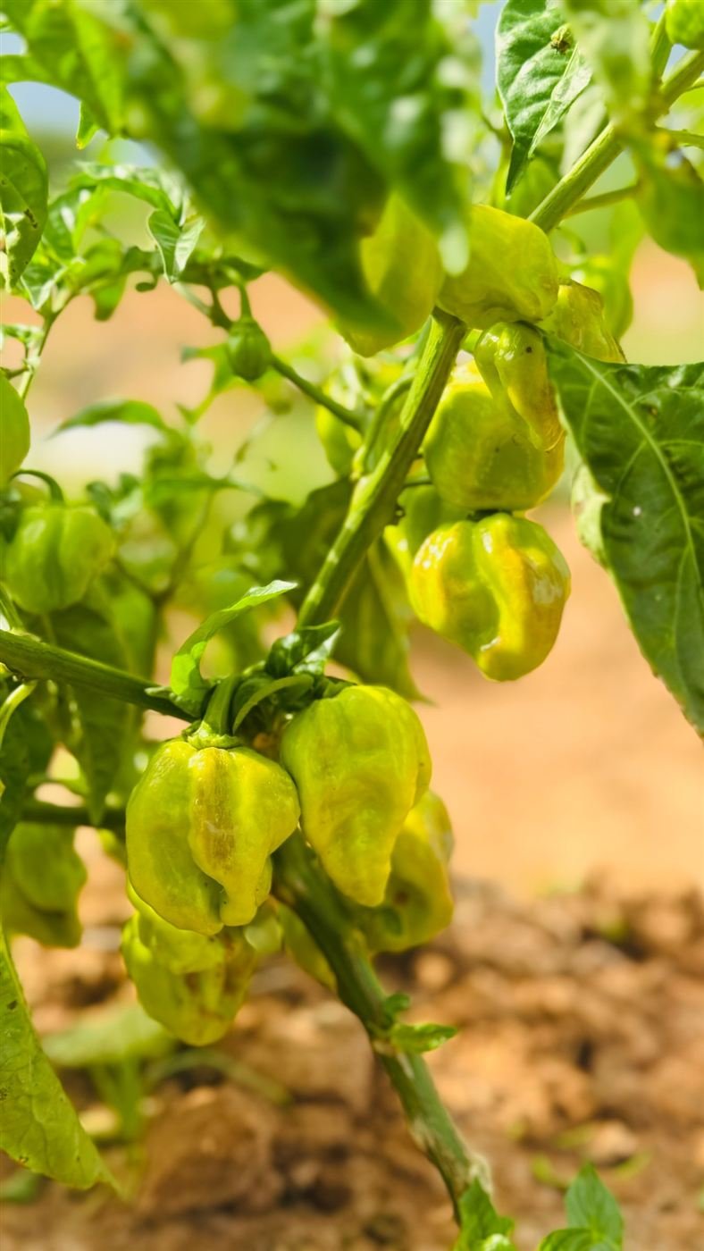 Piments sur pied