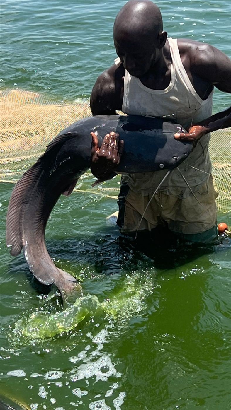 Récolte d'un gros silure dans un bassin