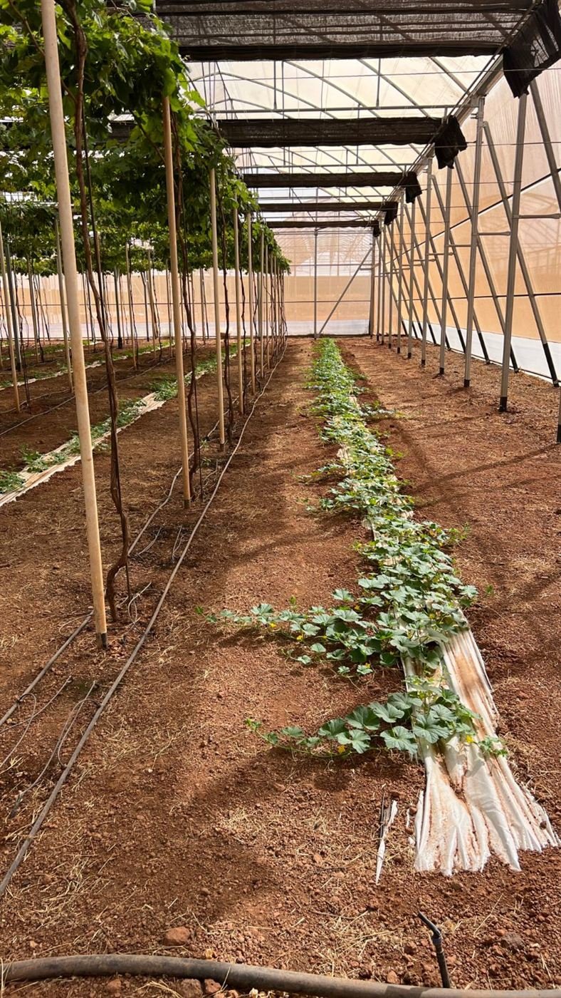 Melons et vignes sous serre