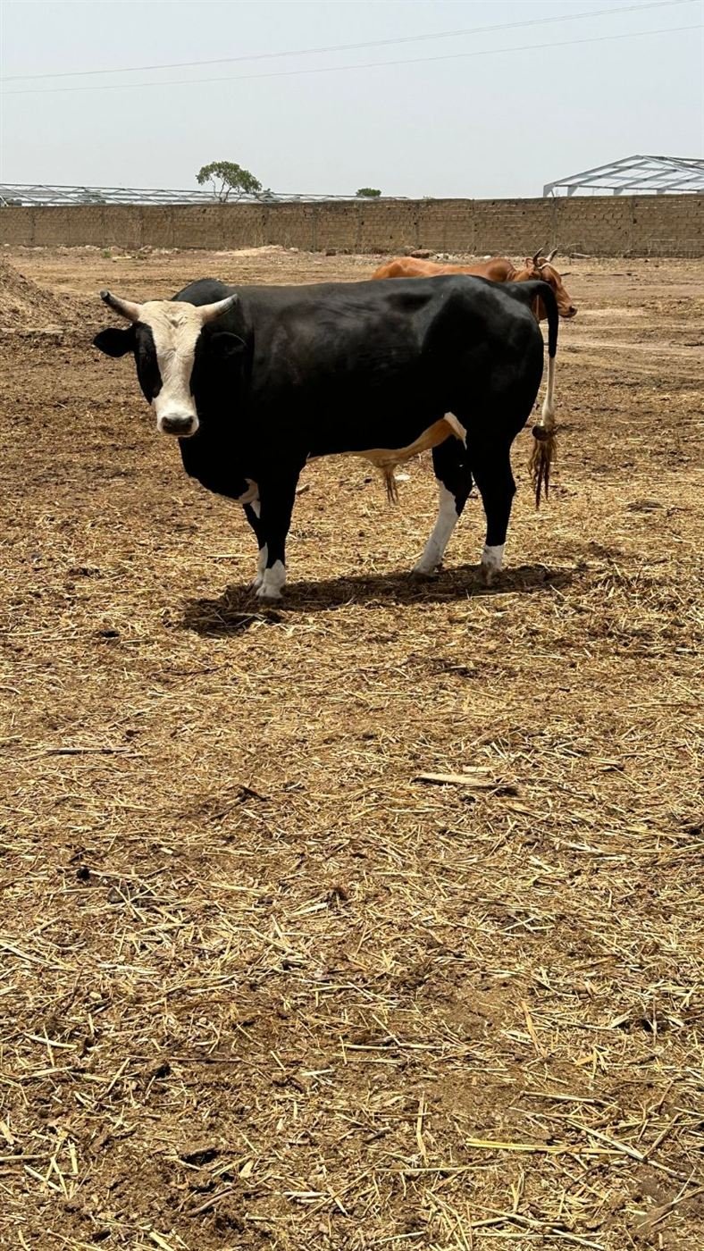 Taureau dans l'enclos
