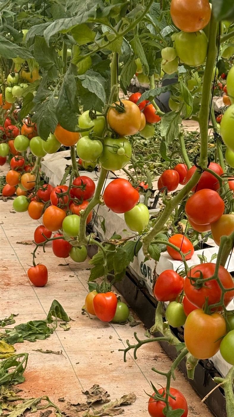 Tomates mûres sous serre